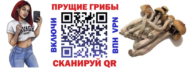 хочу наркоту  Чехов  Галлюциногенные грибы прущие грибы 